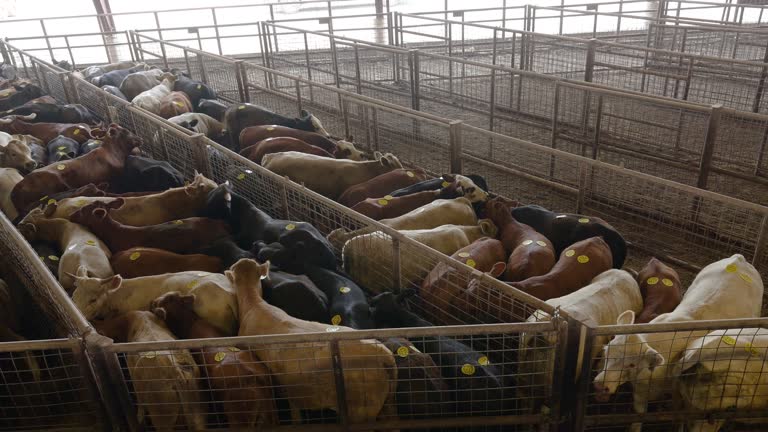 UVALDE, TEXAS - JUNE 15: Cattle stands during an auction at the Southwest Livestock Exchange on June 15, 2023 in Uvalde, Texas. Ranchers and farmers have begun culling herds due to drought and high costs in the region, threatening potentially steep climb in prices for the country's supply of beef. (Footage by Brandon Bell/Getty Images)