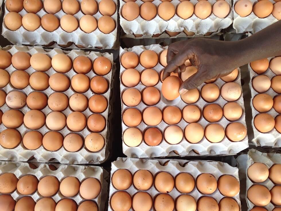 Sierra_Leone_poultry_001