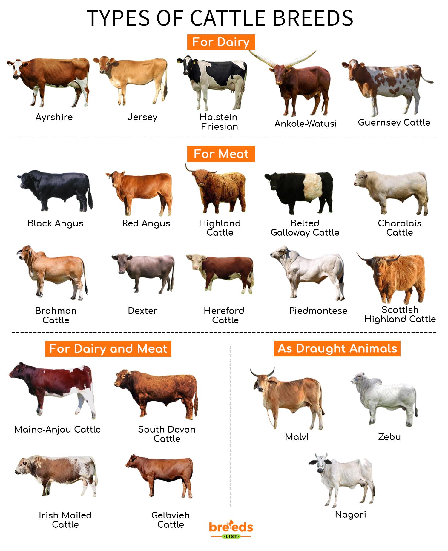 Types-of-Cattle-Breeds