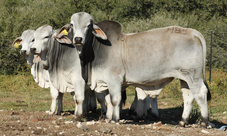 brahman1