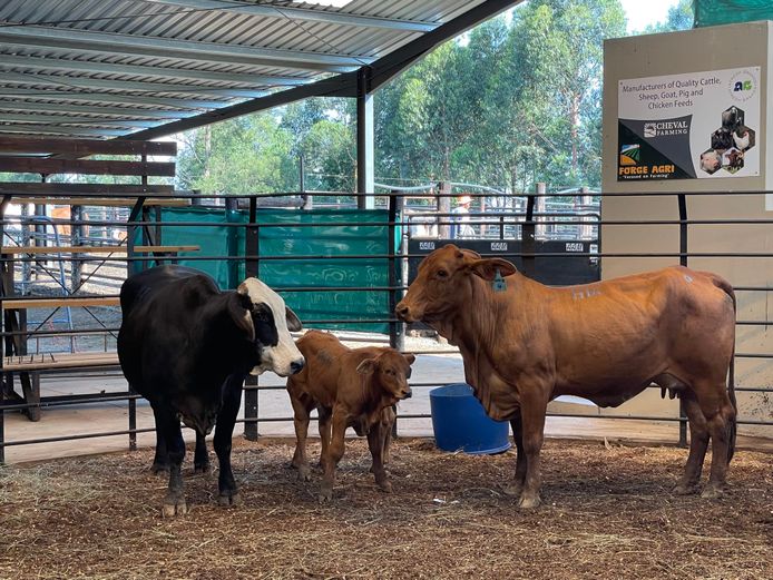 sigl847fgix7rrvaa94axw5emlwj